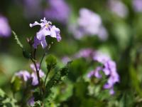 春天的代言地，盛放的百花苑