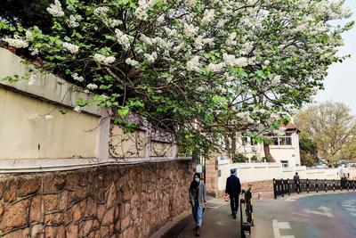 最美人间四月天，来老城区品街角那抹丁香