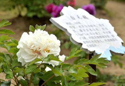 160岁“白天鹅”牡丹花长啥样？镜头来了