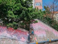 诗意青岛：这里有片“永不凋落”的樱花