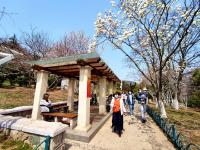 乱花渐欲迷人眼，植物园里春色赞！