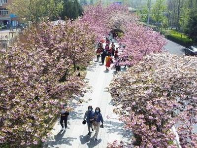 李村河衡水路赏双樱盛景 