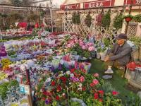 在这里能买到“春天”？枯桃花市人气旺