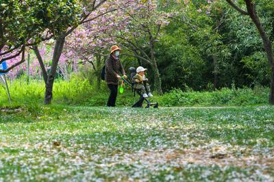 落花也惊艳！来这里共赴一场花瓣雨吧