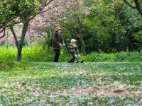 落花也惊艳！来这里共赴一场花瓣雨吧