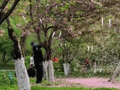 大爷为拍照狂摇樱花树，北京玉渊潭公园：已报警