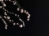 换个时间看春天：夜幕赏花更醉人