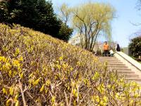 乱花渐欲迷人眼，植物园里春色赞！