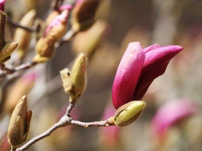 春天的代言地，盛放的百花苑