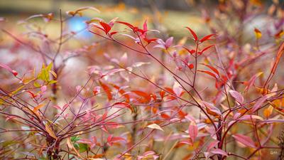 花花美，芽芽更萌！青岛的春天正在拥抱你