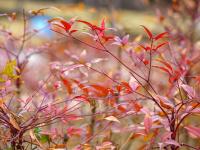 花花美，芽芽更萌！青岛的春天正在拥抱你