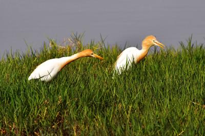 人类的好“胖”友！白沙河湿地迎来“稀客”