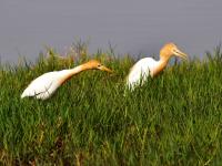 人类的好“胖”友！白沙河湿地迎来“稀客”