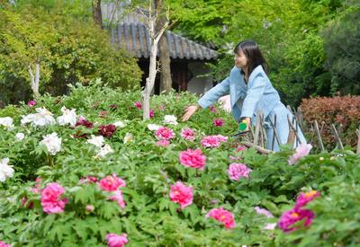 各色牡丹+江南园林，这座国学公园等你来