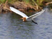 人类的好“胖”友！白沙河湿地迎来“稀客”