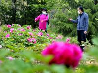 160岁“白天鹅”牡丹花长啥样？镜头来了