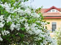 最美人间四月天，来老城区品街角那抹丁香