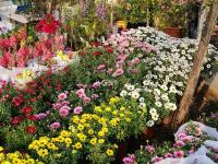 在这里能买到“春天”？枯桃花市人气旺