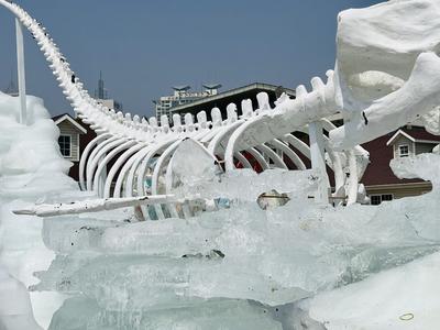 奥帆中心有条8米长的“鲸鱼”，超有故事