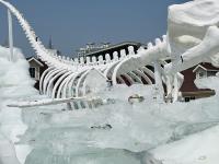 奥帆中心有条8米长的“鲸鱼”，超有故事