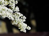 最美人间四月天，来老城区品街角那抹丁香