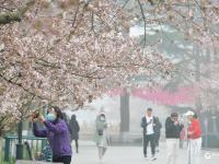 中山公园雾中赏樱