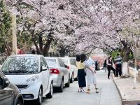 “樱花隧道”，来了