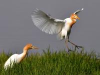 人类的好“胖”友！白沙河湿地迎来“稀客”