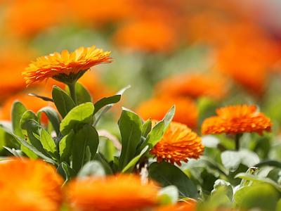 春天的代言地，盛放的百花苑