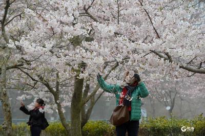 中山公园雾中赏樱