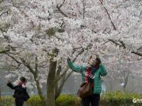 中山公园雾中赏樱