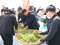 观海实拍：春天的第一杯香茗！崂山茶开始采摘啦