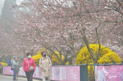 中山公园雾中赏樱