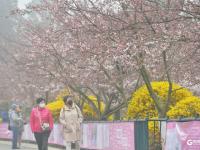 中山公园雾中赏樱