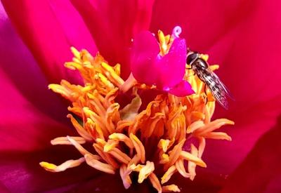 160岁“白天鹅”牡丹花长啥样？镜头来了