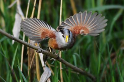 人类的好“胖”友！白沙河湿地迎来“稀客”