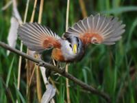 人类的好“胖”友！白沙河湿地迎来“稀客”