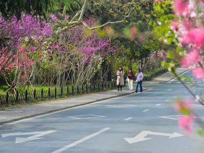 紫荆、海棠、丁香……人在城中，城在花中