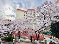 “樱花隧道”，来了