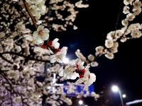 换个时间看春天：夜幕赏花更醉人