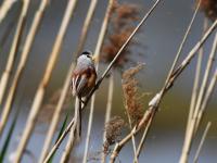 人类的好“胖”友！白沙河湿地迎来“稀客”