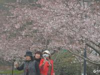 中山公园雾中赏樱