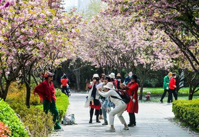 落花也惊艳！来这里共赴一场花瓣雨吧
