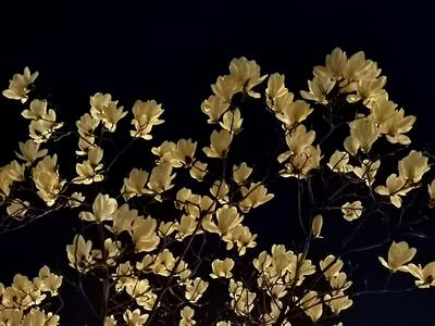 换个时间看春天：夜幕赏花更醉人