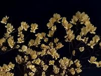 换个时间看春天：夜幕赏花更醉人