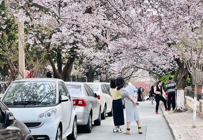 “樱花隧道”，来了