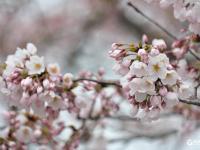 中山公园雾中赏樱