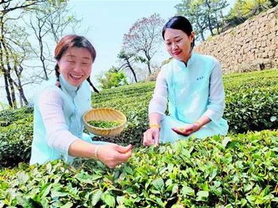 不负“茶香”谷雨时节采茶忙捧起竹篮