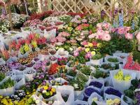 在这里能买到“春天”？枯桃花市人气旺