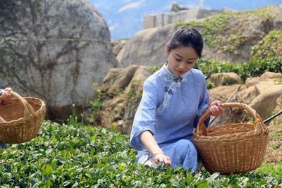观海实拍：春天的第一杯香茗！崂山茶开始采摘啦